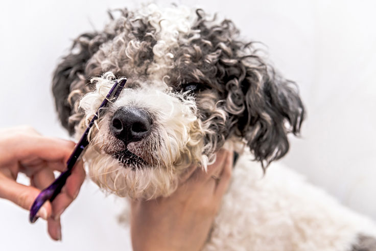 Köpek Makas Tıraşı Nedir ? | Nasıl Yapılır ? | Çengelköy Köpek Makas Tıraşı